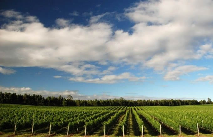 Região da Campanha é reconhecida com selo de indicação geográfica para produção de vinhos